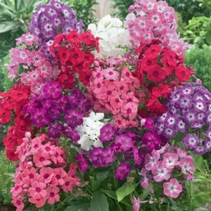 MEZCLA PHLOX DRUMMONDII (350 SEMILLAS - 0,7 gr.) - Imagen 1 de 7