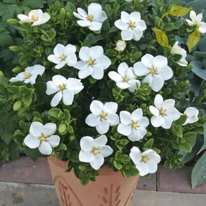 CAPE JASMINE Gardenia Jasminoides - 20+ SEEDS - Picture 1 of 5