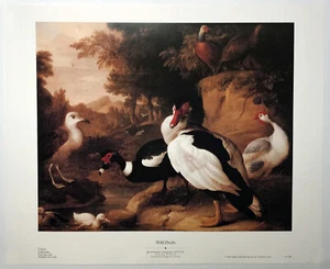 Wild Ducks, by Jacob Bogdani, Reproduction Print - Picture 1 of 1