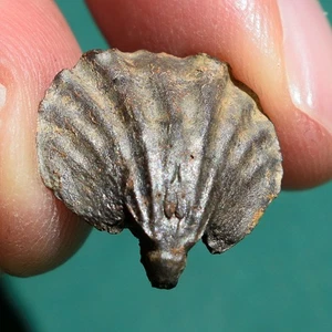 Two-Valved Brachiopod Fossil – 3D Shell – Devonian Period – Bolivia - Picture 1 of 11