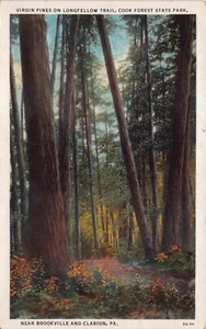 Virgin Pines Longfellow Trail Clarion County Brookville PA Vtg Postcard CP377 - Picture 1 of 2