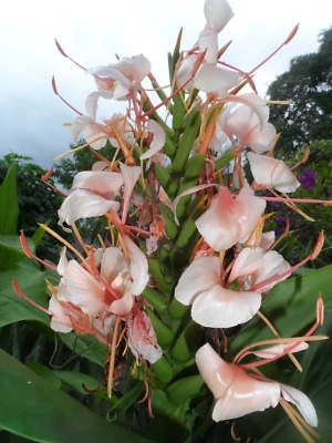 2x Rizomas de jengibre mariposa Hedychium, lirio tropical. Planta fácil de cuidar. Foto 1 de 4