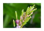 10x Cautleya Gracilis Var. Robusta Ginger Garden Plants - Seeds ID470