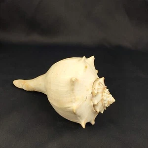 8" Knobbed Whelk Shell Seashell Decor White Natural Nautical Ocean Beach House - Picture 1 of 7