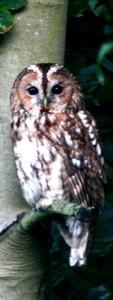 Hand Made/My Own Photograph 'TAWNY OWL' Bird Bookmark. New - Picture 1 of 1