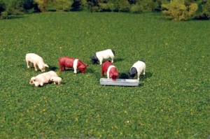 Bachmann O Animals Pigs pkg(9) 33168 - Picture 1 of 1