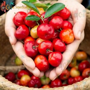 10 Acerola Cherry Seeds Barbados Cherry Wild  Crepe Myrtle , Malpighia Emarginat