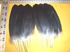 HONKER - CANADA GOOSE PRIME FULL BLACK XL MATCHING TAIL PLUCK FLY TYING FEATHERS