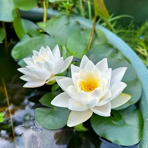 20pcs Mixed Lotus Seeds, Bowl Flowers for Ponds, Bonsai, Garden Gift - Picture 1 of 7