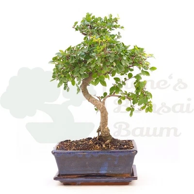 BONSAI Chinesische Ulme  'Zelkova parvifolia ' inkl. Schale. - Bild 1 von 4
