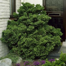 Chamaecyparis obtusa Nana Gracilis - 1 tree