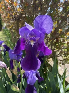 50 Bulbi Rizomi di Iris barbata - Germanica Viola - Foto 1 di 2