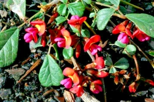 10 x NATIVE CLOVER CARPET SEEDS,STUNNING RED FLOWERS,HARDY COLOURFUL GROUNDCOVER - Picture 1 of 4