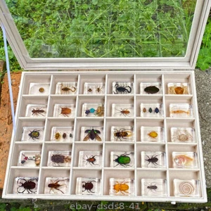30 Pcs Insect Specimen in Display Case Collection Bugs in Resin for Educational - Picture 1 of 11