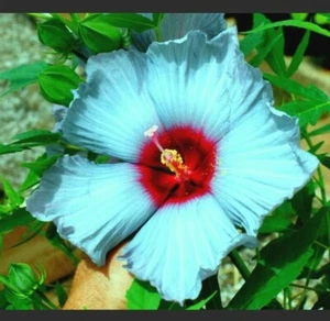 🌺🌺 MADAGASCAR HIBISCUS MOSCHEUTOS Hibiscus seed pack 10 Rose Of Sharon HSS785 - Picture 1 of 1