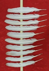 Turkey feathers, natural. 10 pieces. Size 11,8-13 inc. Rare. Unique  - Picture 1 of 9