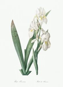 Iris Florentina Lily Les Liliacees by Pierre Joseph Redouté Print Repro - Picture 1 of 2