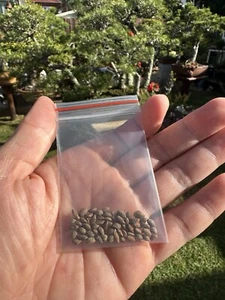 🌲50+ Japanese Black Pine Seeds Good For Shohin Bonsai. 🌲 - Picture 1 of 9