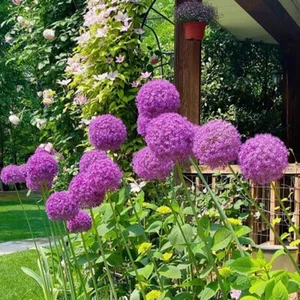 200 Samen Riesenknoblauch Allium Giganteum Zwiebel Schnittlauch Blumensamen : - Bild 1 von 15