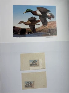 1991 Colorado Duck Stamp Print - Mallards by Robert Steiner with Two Stamps - Picture 1 of 9