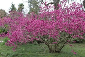 Semillas chinas de Redbud Cercis Chinensis con flores árbol de Judas bonsái 25+,75+,150+ - Imagen 1 de 5