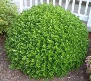 Wintergreen Korean Boxwood ( Buxus ) - Live Plant - ( 2.5 QT ) - Picture 1 of 4