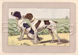 DOG English Pointer, Rare Antique 100-Year-Old French Dog Print