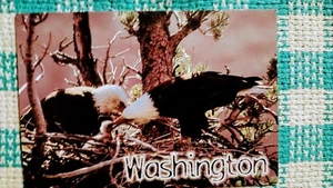 BEAUTIFUL CHROME STYLE POST CARD BALD EAGLES WASHINGTON - Picture 1 of 11