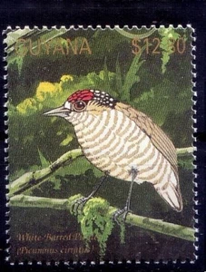 White-barred piculet, Birds, Guyana 1990 MNH - Picture 1 of 1