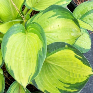 Hosta 'Great Expectations' Herbaceous Perennial Hardy Plant In 9cm Pot - Picture 1 of 4