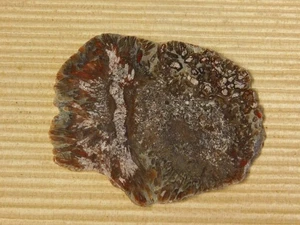 Coprolite Polished Slab for Cabs - Picture 1 of 6
