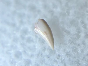Theropod Dinosaur Tooth Fossil Triassic Age New Mexico Bull Canyon Formation - Picture 1 of 12