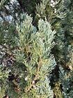 2 Pounds Of Fresh Cuttings Of Natural Eastern Red Cedar  Christmas Decoration