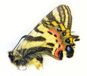 Mariposa/Papilionidae sin montar - Luehdorfia puziloi yessoensis, M, Japón A1/A- - Imagen 1 de 1