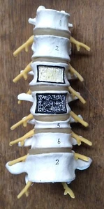 HUMAN SPINAL LUMBAR SPINE SKELETON 8” BONE SECTION MODEL MEDICAL TEACHING LAB - Picture 1 of 13