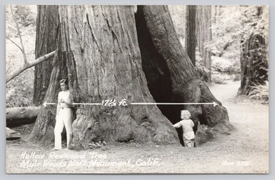 Vintage Real Photo Postcard Hollow Redwood Tree Mt. Woods Calif RPPC - Image 1 of 2