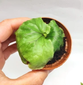 Rare U.K Grown Platycerium Madagascariense Staghorn Fern Tropical Houseplant - Picture 1 of 9
