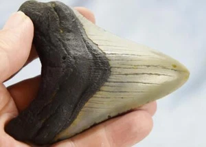 Megalodon Shark Teeth XLG Real FOSSIL 5 - 24 million year old 100mm 4.0" 629dd - Picture 1 of 13