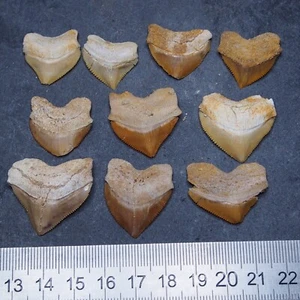10pcs fossil Shark Squalicorax Pristodontus Corax Tooth Teeth lot more Fossil 4 - Picture 1 of 6