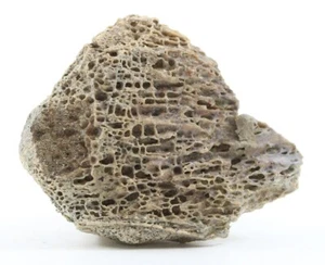 Tyrannosaurus rex T Rex Fossil Bone piece Hell Creek South Dakota SD COA 6667 - Picture 1 of 11