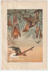Antiker Druck, Chromolithographie, Merrill & Baker, London, um 1895 FRUCHTFLEDERMAUS - Bild 1 von 1