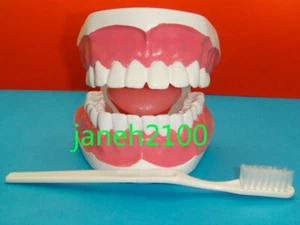 1 x DIENTES CON CEPILLO DE DIENTES MODELO DE ENSEÑANZA NUEVO DENTAL TDS - Imagen 1 de 1