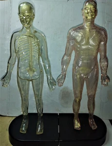 Modellini anatomici raccolta De Agostini - Esplorando il corpo umano an 2009 - Foto 1 di 22