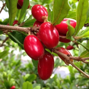 Hybrid Miracle Berry ( Synsepalum dulcificum , Seedling plant) 1 Bare-Root Plant - Picture 1 of 5