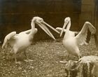 London 's Zoo ? 2 white pelicans blancs Londres ? Vintage Photo 1920'