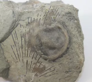 Edrioasteroidea, Isorophus cincinnatiensis, Ordovizium, Cinncinnati, Ohio -i173 - Foto 1 di 3