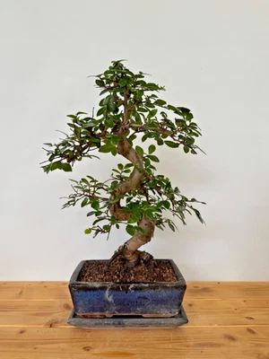 Bonsai chinesische Ulme  / Ulmus parvifolia Nr. 5222  pflegeleicht Anfänger Baum - Bild 1 von 2
