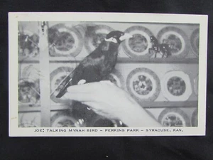 JOE THE FAMOUS TALKING MYNAH BIRD - PERKINS PARK - SYRACUSE, KANSAS - VINTAGE - Picture 1 of 2