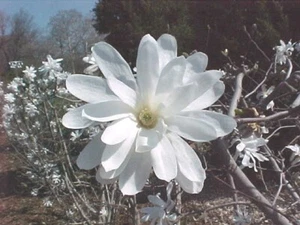 edler Frühjahrsblüher Sternmagnolie ca. 60-80 cm hoch - Bild 1 von 1