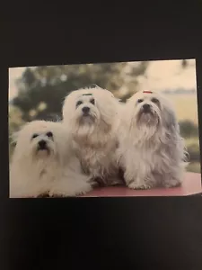 More details for vintage postcard maltese dogs